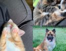 Stormypiano s and WhyamInotbritish s family pets