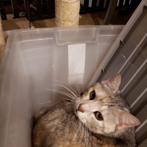 kendi64 family cat in a tub